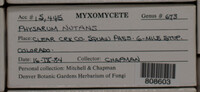 Physarum nutans image